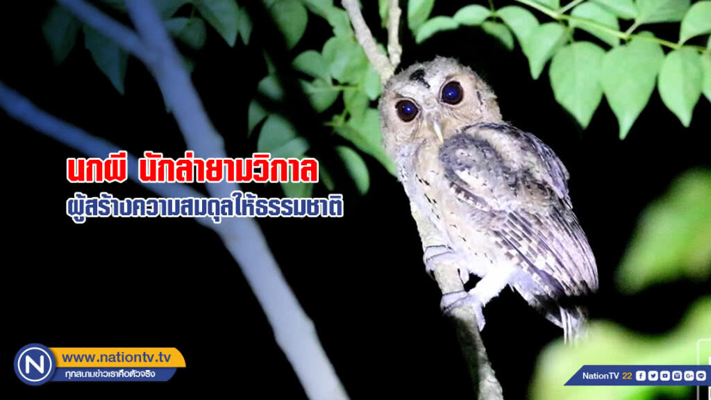 นกผี นักล่ายามวิกาลผู้สร้างความสมดุลให้ธรรมชาติ นกผี นักล่ายามวิกาลผู้สร้างความสมดุลให้ธรรมชาติ