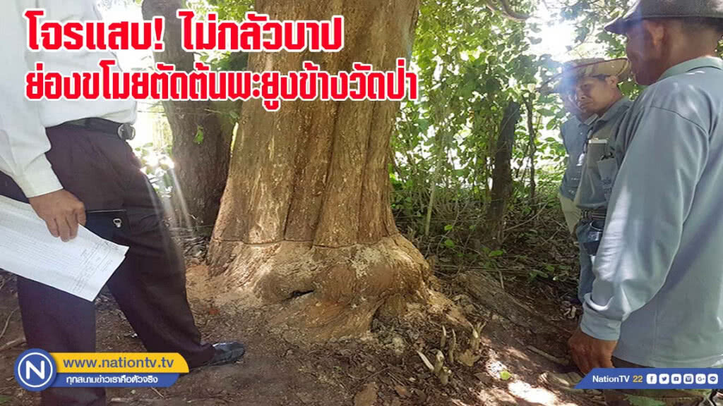 โจรแสบไม่กลัวบาป ตัดต้นไม้พะยูงอายุนับร้อยปีข้างวัดป่า(มีคลิป)