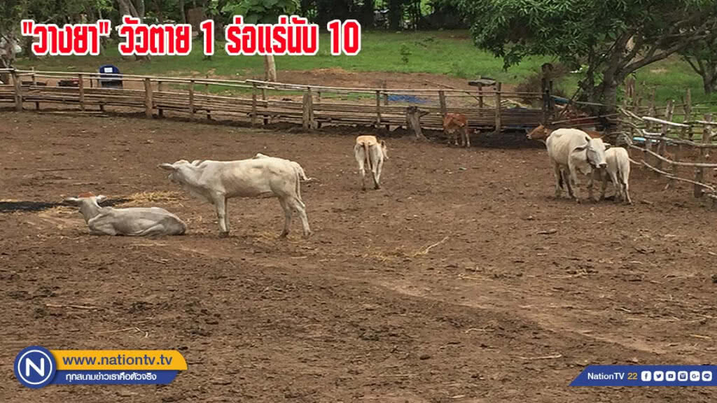 วางยาวัวตาย 1 ตัว ร่อแร่นับ 10 ตัว(มีคลิป)