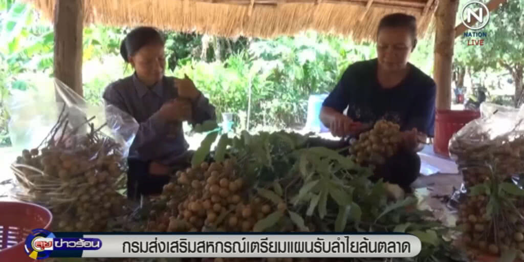 เตรียมส่งลำใยขายต่างประเทศ แก้ปัญหาล้นตลาด เตรียมส่งลำใยขายต่างประเทศ แก้ปัญหาล้นตลาด