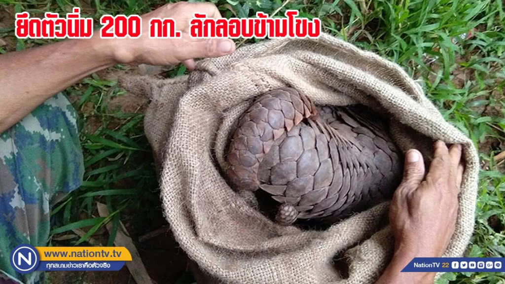 ยึด "ตัวนิ่ม" 200 กิโลกรัม ขณะลักลอบข้ามแม่น้ำโขง