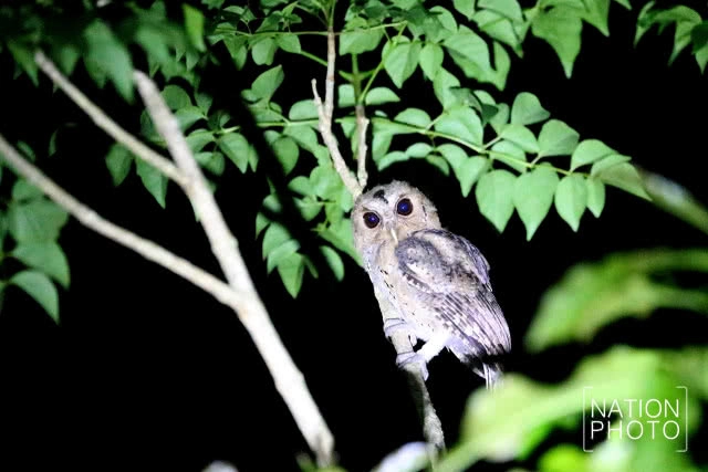 นกผี นักล่ายามวิกาลผู้สร้างความสมดุลให้ธรรมชาติ