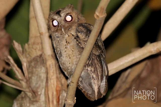 นกผี นักล่ายามวิกาลผู้สร้างความสมดุลให้ธรรมชาติ