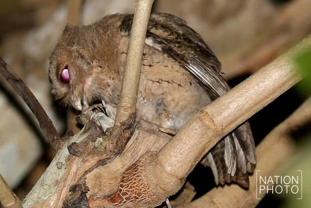 นกผี นักล่ายามวิกาลผู้สร้างความสมดุลให้ธรรมชาติ