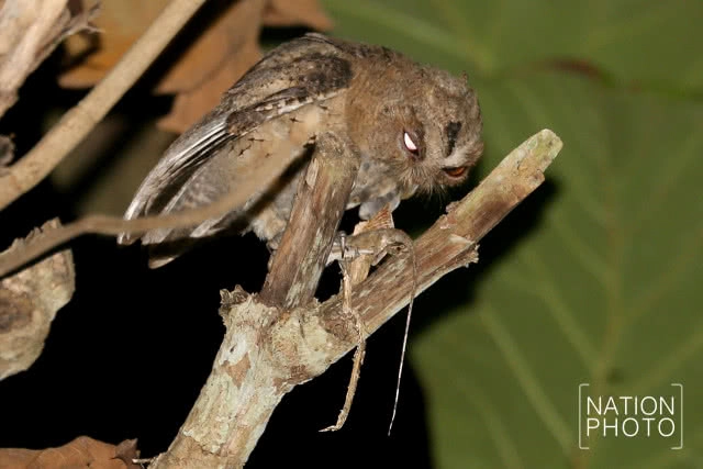 นกผี นักล่ายามวิกาลผู้สร้างความสมดุลให้ธรรมชาติ