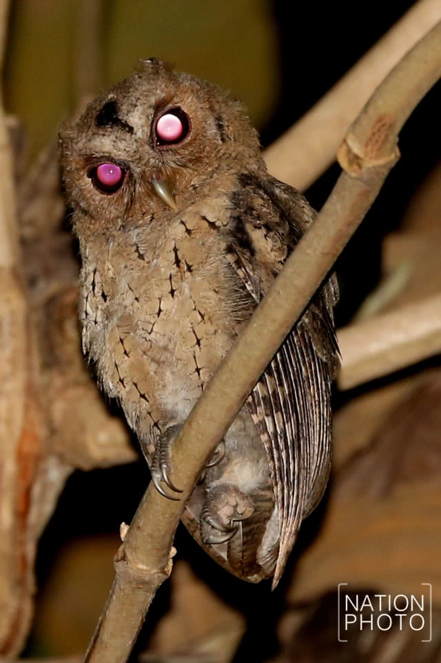 นกผี นักล่ายามวิกาลผู้สร้างความสมดุลให้ธรรมชาติ