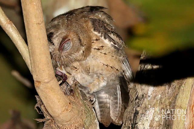 นกผี นักล่ายามวิกาลผู้สร้างความสมดุลให้ธรรมชาติ