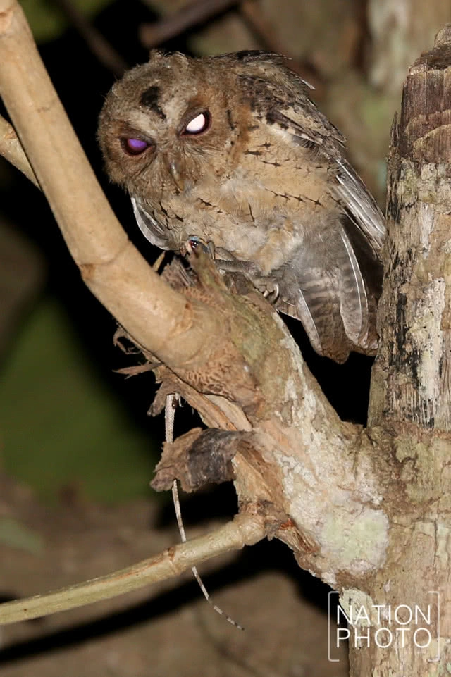 นกผี นักล่ายามวิกาลผู้สร้างความสมดุลให้ธรรมชาติ