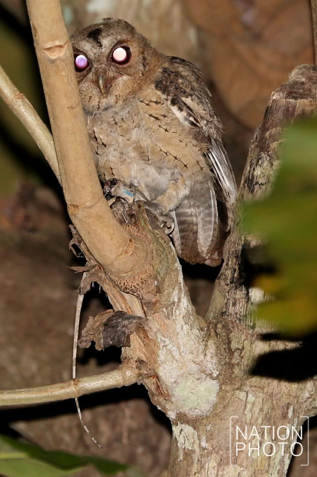 นกผี นักล่ายามวิกาลผู้สร้างความสมดุลให้ธรรมชาติ