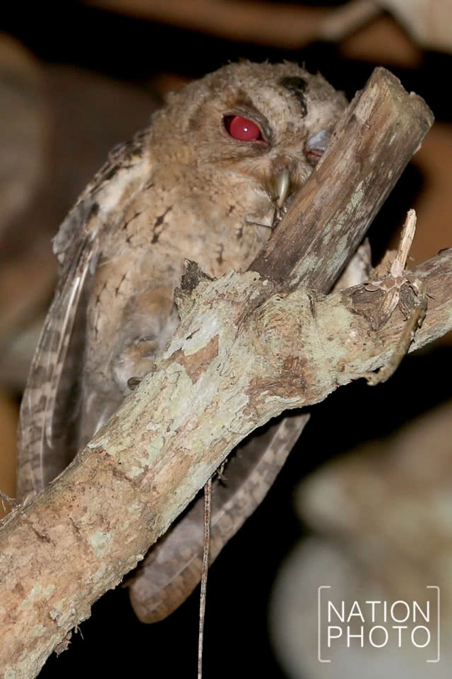 นกผี นักล่ายามวิกาลผู้สร้างความสมดุลให้ธรรมชาติ