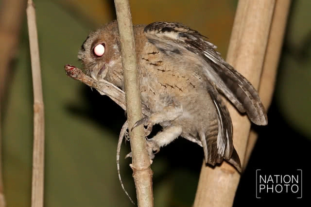 นกผี นักล่ายามวิกาลผู้สร้างความสมดุลให้ธรรมชาติ