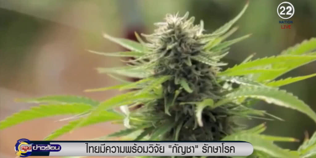 ไทยพร้อมพัฒนา "กัญชา" เป็นยา คุยเคยมีสายพันธุ์ดีที่สุด ไทยพร้อมพัฒนา "กัญชา" เป็นยา คุยเคยมีสายพันธุ์ดีที่สุด