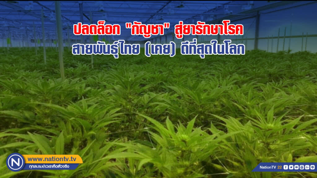 ปลดล็อก "กัญชา" สู่ยารักษาโรคสายพันธุ์ไทย (เคย) ดีที่สุดในโลก