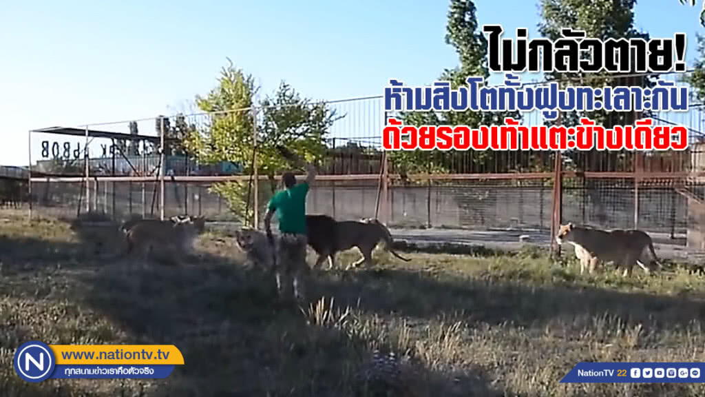 ไม่กลัวตาย! ห้ามสิงโตทั้งฝูงทะเลาะกันด้วยรองเท้าแตะข้างเดียว (ชมคลิป)