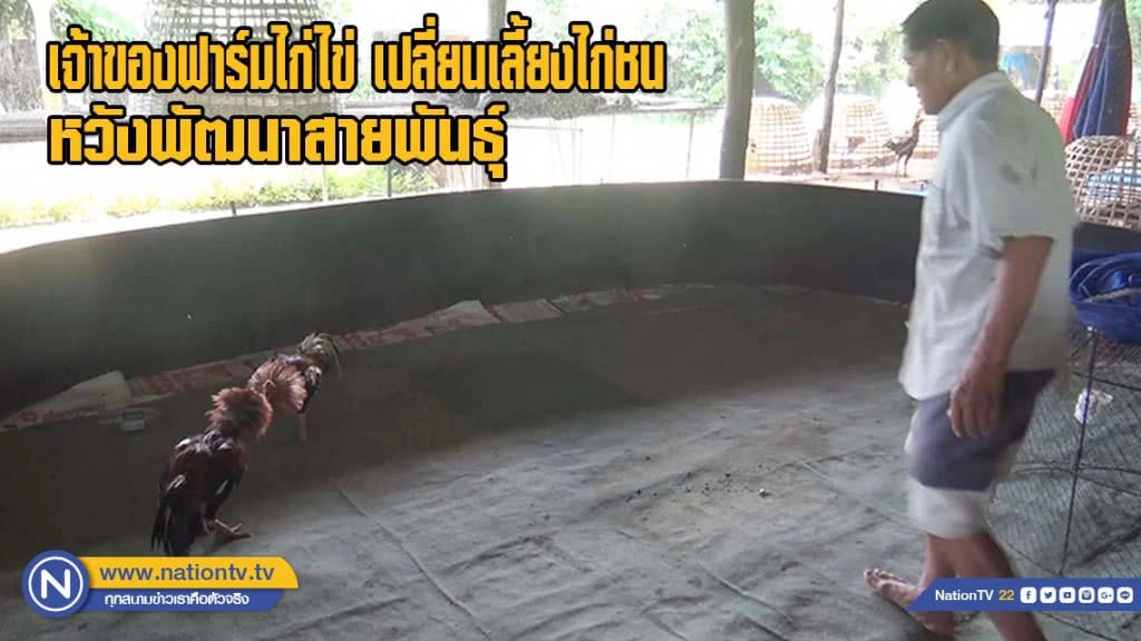 เจ้าของฟาร์มไก่ไข่ เปลี่ยนเลี้ยงไก่ชน หวังพัฒนาสายพันธุ์