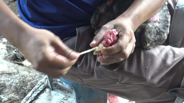 เจ้าของฟาร์มไก่ไข่ เปลี่ยนเลี้ยงไก่ชน หวังพัฒนาสายพันธุ์