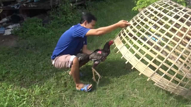 เจ้าของฟาร์มไก่ไข่ เปลี่ยนเลี้ยงไก่ชน หวังพัฒนาสายพันธุ์