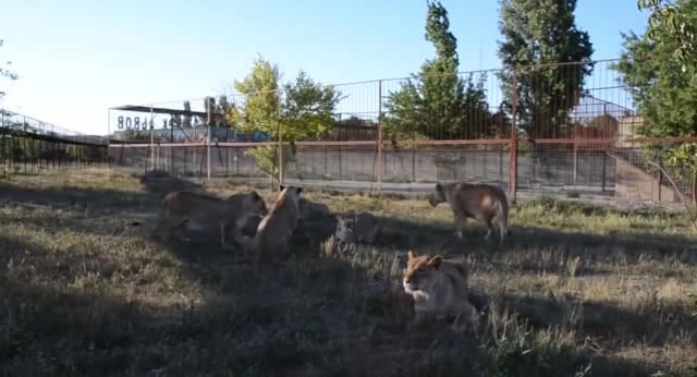 ไม่กลัวตาย! ห้ามสิงโตทั้งฝูงทะเลาะกันด้วยรองเท้าแตะข้างเดียว (ชมคลิป)