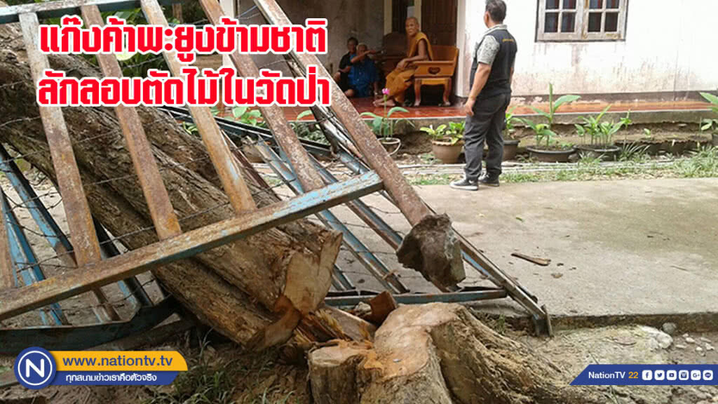 แก๊งค้าพะยูงข้ามชาติลักลอบตัดไม้ในวัดป่า