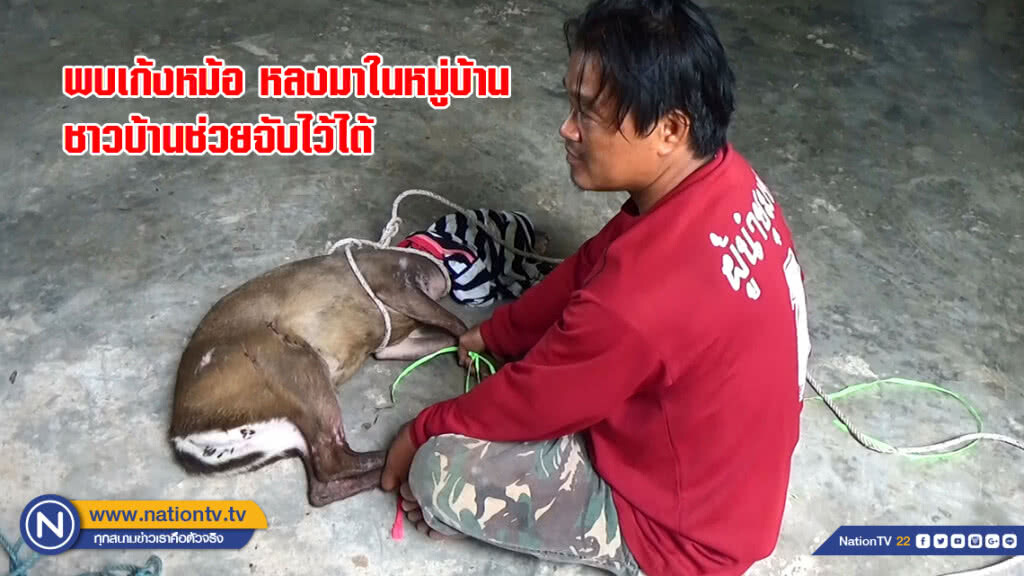 พบเก้งหม้อ สัตว์ป่าสงวน หลงมาในหมู่บ้าน ชาวบ้านช่วยจับไว้ได้ พบเก้งหม้อ สัตว์ป่าสงวน หลงมาในหมู่บ้าน ชาวบ้านช่วยจับไว้ได้