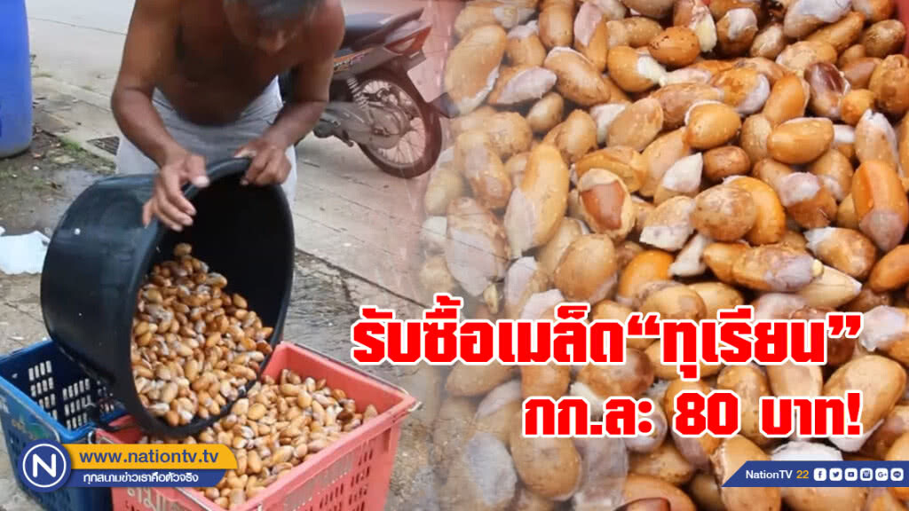 ชาวบ้านเก็บเมล็ดทุเรียนขายได้กิโลกรัมละ 80 บาท