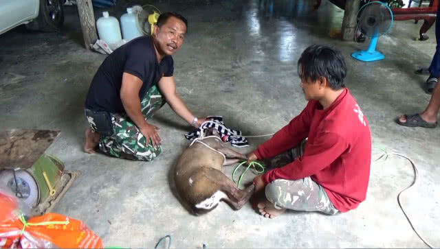 พบเก้งหม้อ สัตว์ป่าสงวน หลงมาในหมู่บ้าน ชาวบ้านช่วยจับไว้ได้