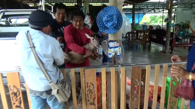 พบเก้งหม้อ สัตว์ป่าสงวน หลงมาในหมู่บ้าน ชาวบ้านช่วยจับไว้ได้