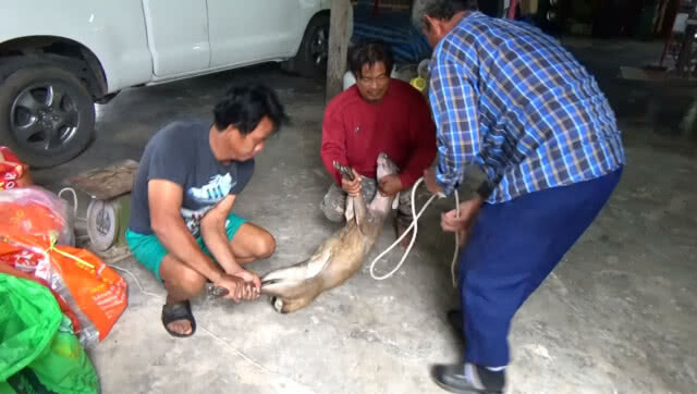 พบเก้งหม้อ สัตว์ป่าสงวน หลงมาในหมู่บ้าน ชาวบ้านช่วยจับไว้ได้