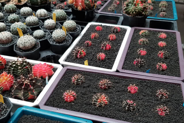 งานแฟร์ครั้งที่ 12 คนรักไม้หนามและไม้อวบน้ำ "Cactus & Succulent Fair 12th"(ภาพชุด)