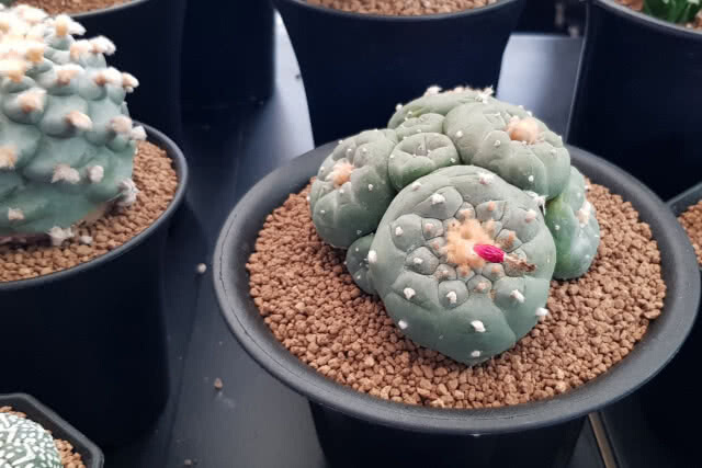 งานแฟร์ครั้งที่ 12 คนรักไม้หนามและไม้อวบน้ำ "Cactus & Succulent Fair 12th"(ภาพชุด)