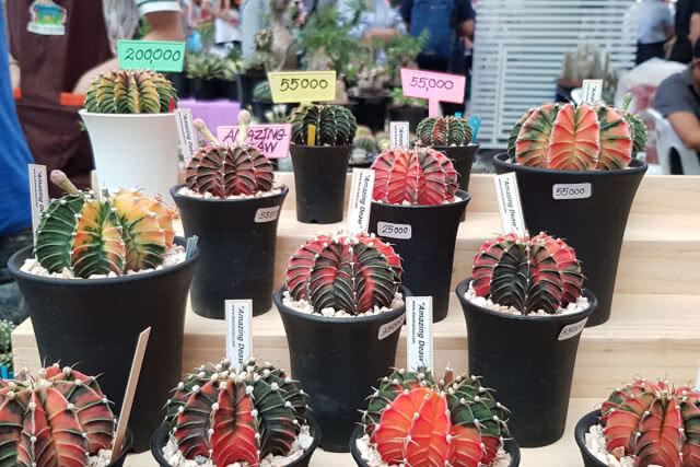 งานแฟร์ครั้งที่ 12 คนรักไม้หนามและไม้อวบน้ำ "Cactus & Succulent Fair 12th"(ภาพชุด)