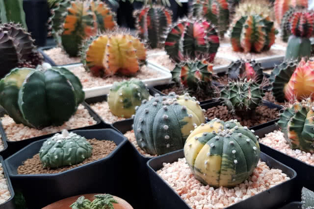 งานแฟร์ครั้งที่ 12 คนรักไม้หนามและไม้อวบน้ำ "Cactus & Succulent Fair 12th"(ภาพชุด)