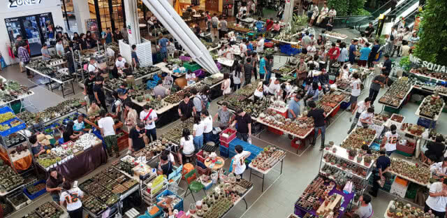 งานแฟร์ครั้งที่ 12 คนรักไม้หนามและไม้อวบน้ำ "Cactus & Succulent Fair 12th"(ภาพชุด)
