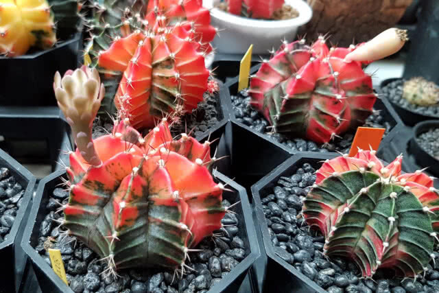 งานแฟร์ครั้งที่ 12 คนรักไม้หนามและไม้อวบน้ำ "Cactus & Succulent Fair 12th"(ภาพชุด)