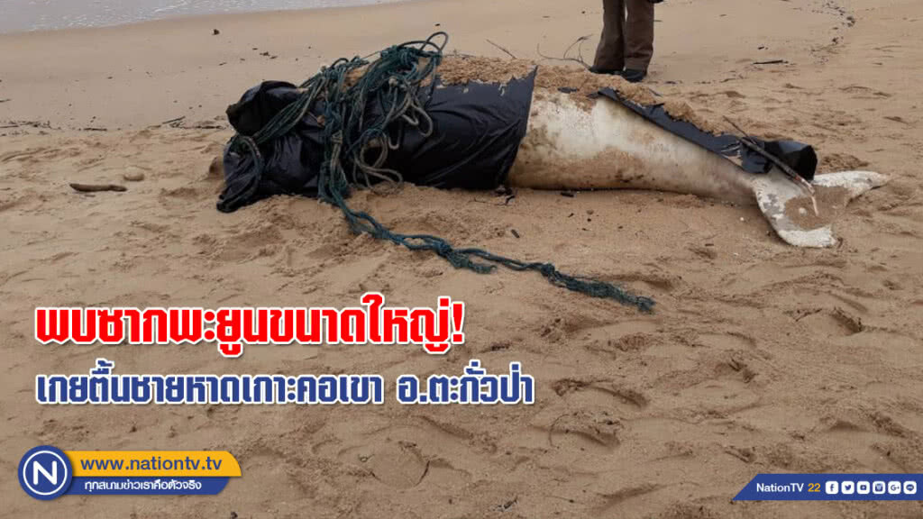 พบซากพะยูนขนาดใหญ่! เกยตื้นชายหาดเกาะคอเขา อ.ตะกั่วป่า (คลิป)
