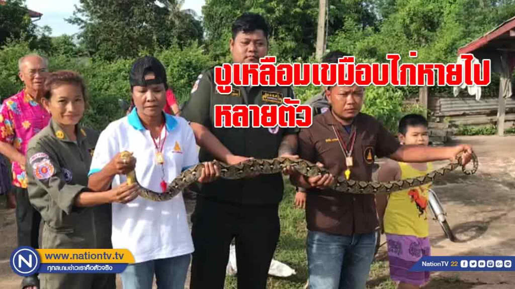 งูเหลือมซ่อนในเล้า "เขมือบ" ไก่หายไปหลายตัว