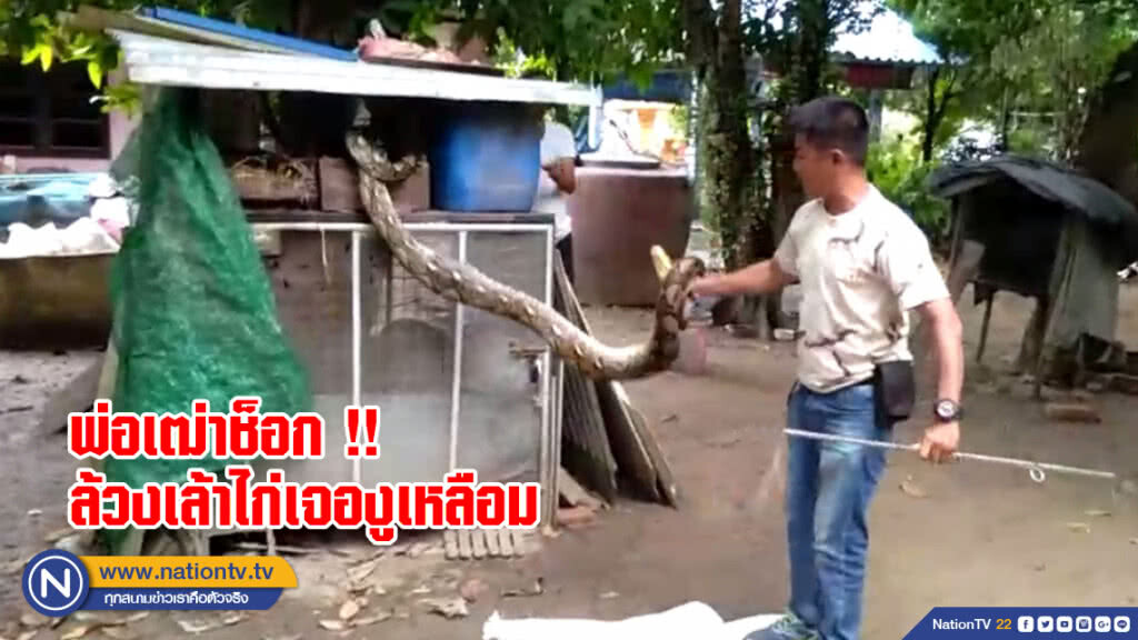 พ่อเฒ่าสุดช็อก !! ล้วงเล้าไก่แต่เจองูเหลือมยาวกว่า 4 เมตรแทน
