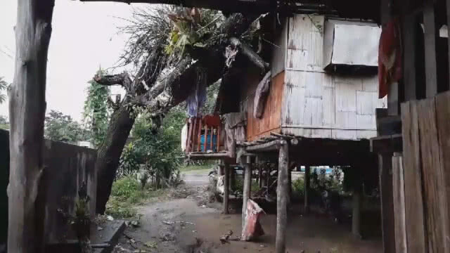 ฝนตกหนัก! ต้นไม้โค่นทับบ้านเรือน ไร้คนเจ็บ(คลิป)