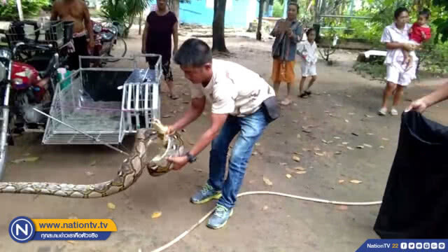 พ่อเฒ่าสุดช็อก !! ล้วงเล้าไก่แต่เจองูเหลือมยาวกว่า 4 เมตรแทน