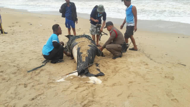 พบซากพะยูนขนาดใหญ่! เกยตื้นชายหาดเกาะคอเขา อ.ตะกั่วป่า (คลิป)