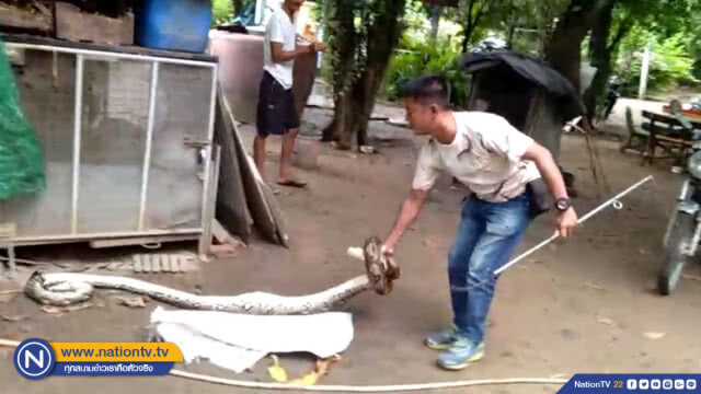 พ่อเฒ่าสุดช็อก !! ล้วงเล้าไก่แต่เจองูเหลือมยาวกว่า 4 เมตรแทน