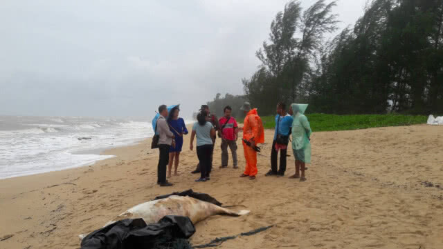 พบซากพะยูนขนาดใหญ่! เกยตื้นชายหาดเกาะคอเขา อ.ตะกั่วป่า (คลิป)