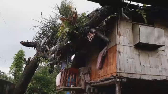 ฝนตกหนัก! ต้นไม้โค่นทับบ้านเรือน ไร้คนเจ็บ(คลิป)