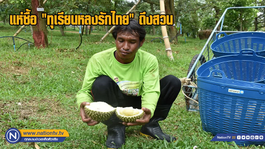 แห่ซื้อ ทุเรียนหลงรักไทย ถึงสวนที่ ต.ชมพู อ.เนินมะปราง พิษณุโลก