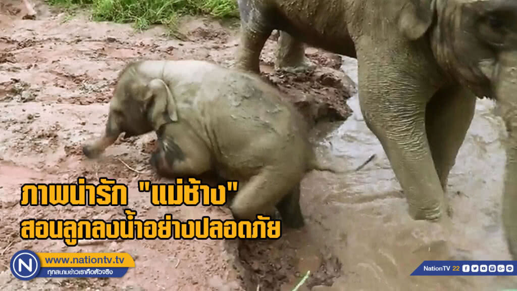 หาดูยาก!!ภาพน่ารักแม่ช้างสอนลูกลงน้ำอย่างปลอดภัย