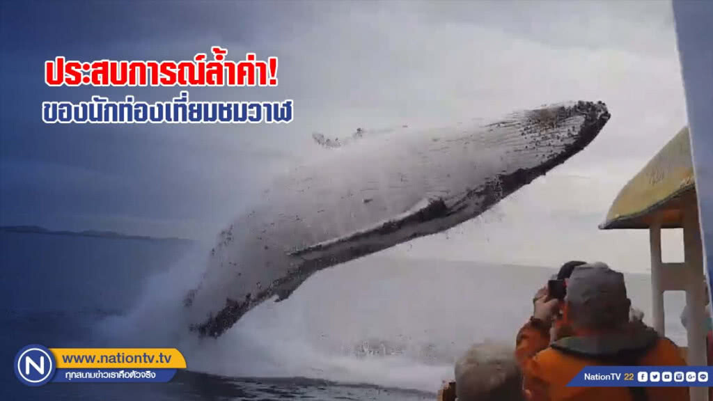 ประสบการณ์ล้ำค่า! ของนักท่องเที่ยมชมวาฬ