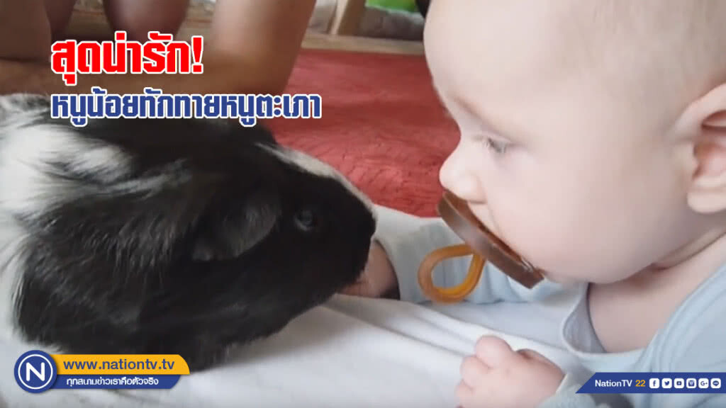 ทารกหญิงแคนาดา ทักทายหนูตะเภาด้วยอาการสุดน่ารัก ทารกหญิงแคนาดา ทักทายหนูตะเภาด้วยอาการสุดน่ารัก