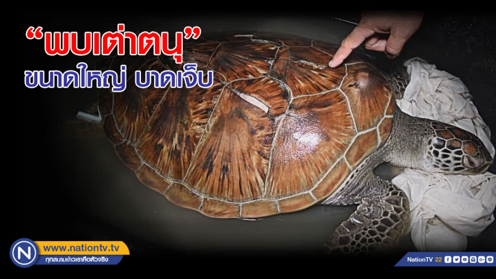 "พบเต่าตนุ" ขนาดใหญ่ บาดเจ็บ "พบเต่าตนุ" ขนาดใหญ่ บาดเจ็บ