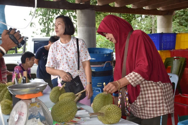 แห่ซื้อ ทุเรียนหลงรักไทย ถึงสวนที่ ต.ชมพู อ.เนินมะปราง พิษณุโลก