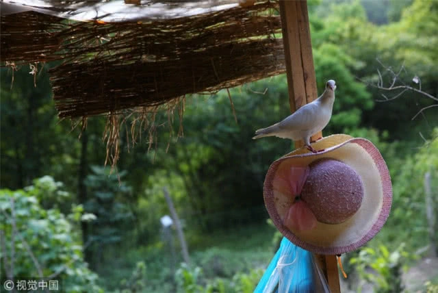 โกยรายได้เฉียดแสน สาวจีนไลฟ์สดชีวิตในป่าเขา
